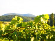 collines-vigne.JPG