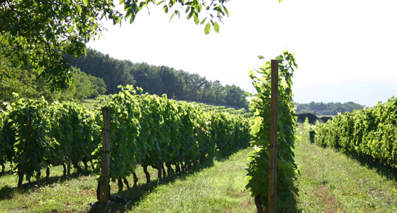 photo des vignes