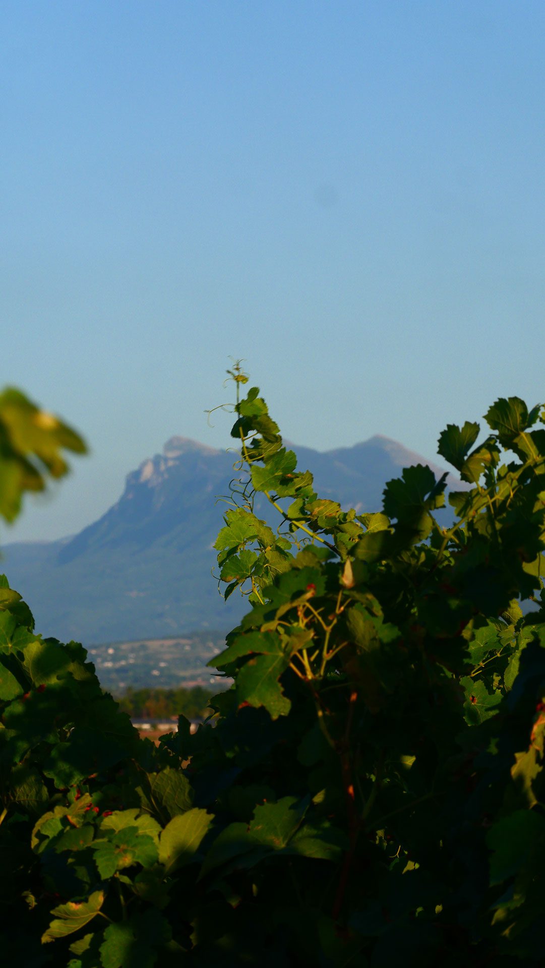 Vignes du Chateau La Rolière Brézème. En fond le massif des trois becs