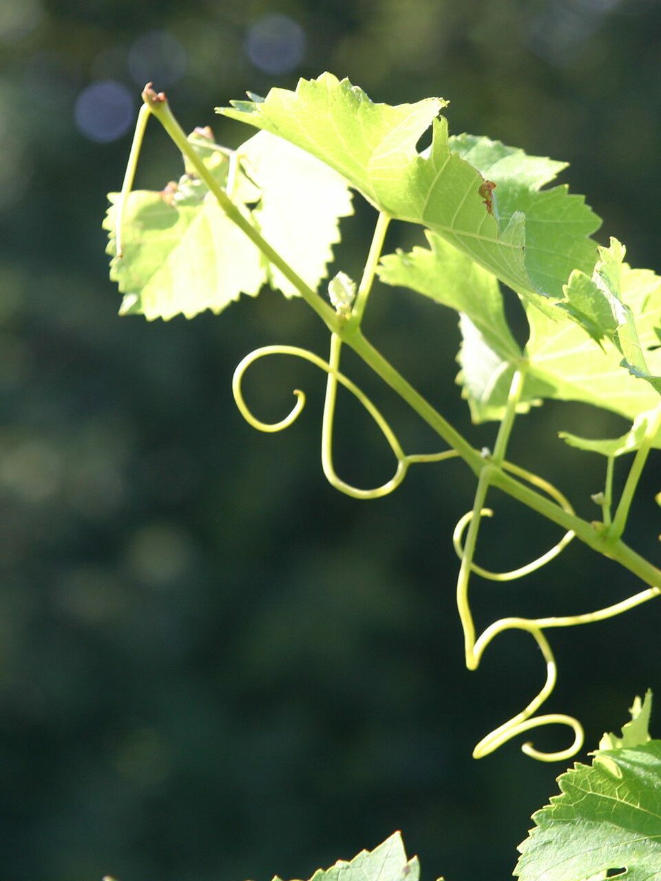 Feuille de vigne de syrah Château La Rolière Brézème
