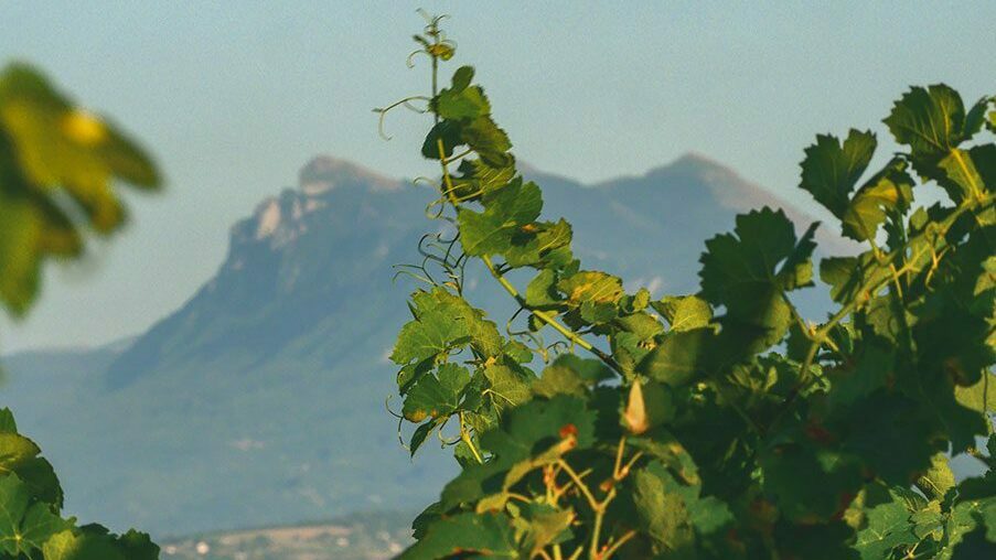 Vignes Château La Rolière Brézème sur fond de trois becs
