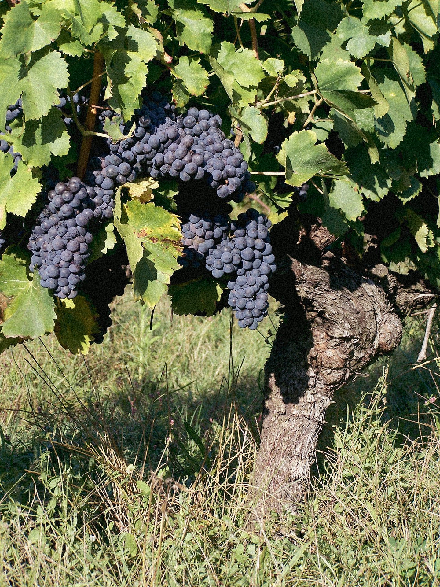 Grappes de syrah Château La Rolière Brézème