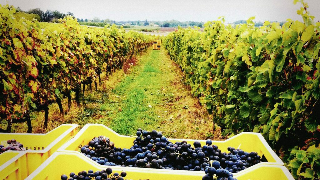 Vendanges manuelles Château La Rolière Brézème