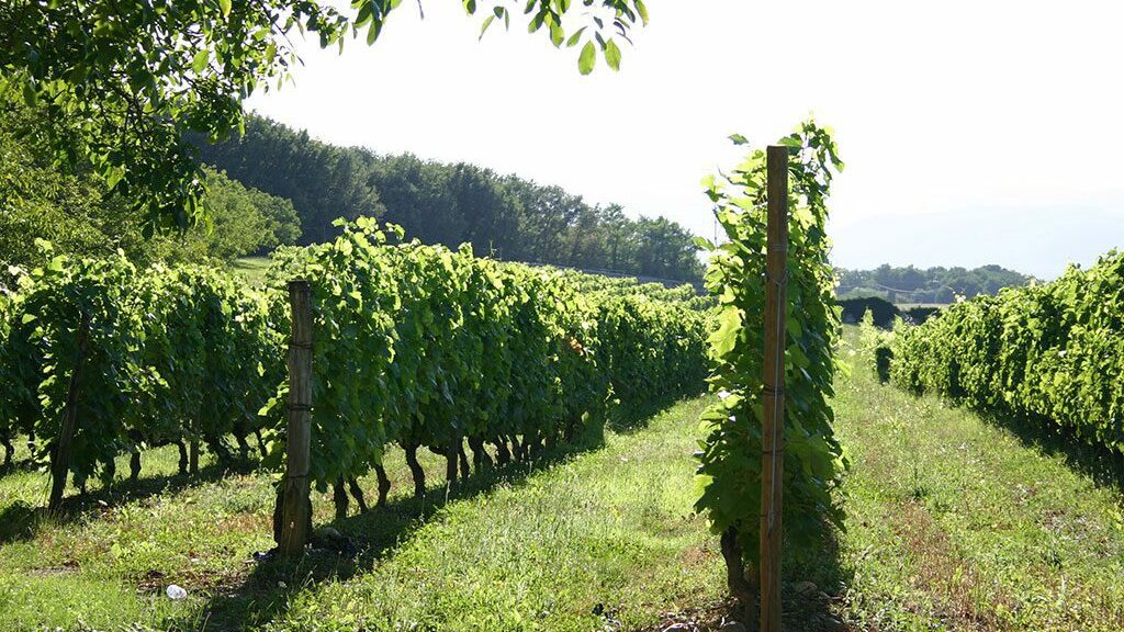Vignes du Château La Rolière Brézème