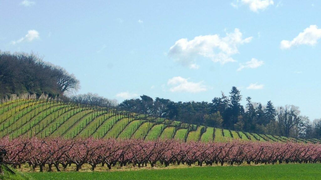 Vignes Château La Rolière Brézème