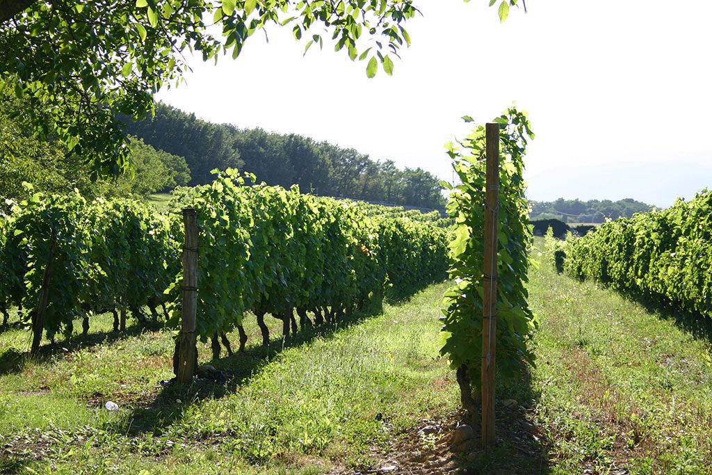 Vignes du Château La Rolière Brézème clos de murs