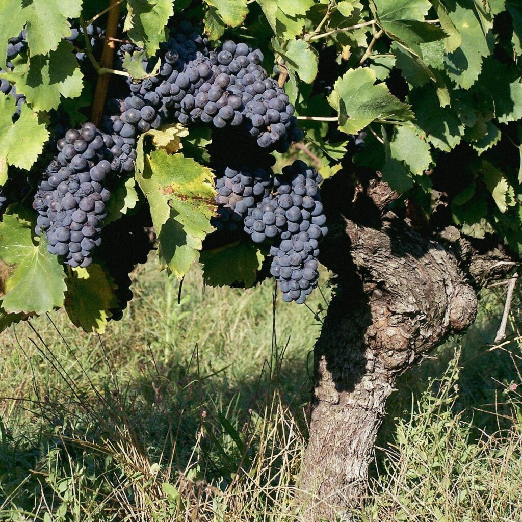 Grappes de syrah Château La Rolière Brézème